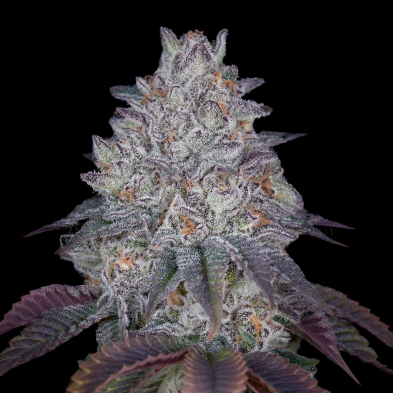 KING'S TART – Greenhouse Seed Co – Feminized