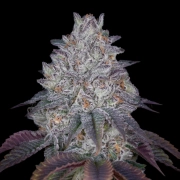 KING'S TART Feminized cannabis flower bud by Greenhouse Seed Co