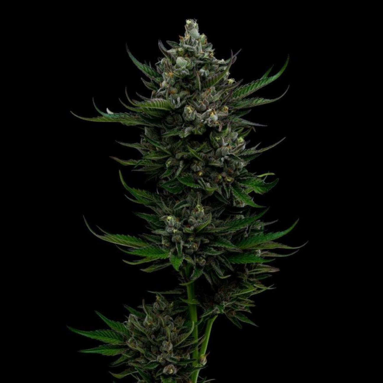 ALL GAS OG – Humboldt Seed Company – Feminized