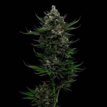 ALL GAS OG Feminized cannabis flower bud by Humboldt Seed Company