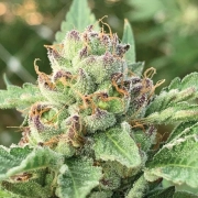 APPLE BLOSSOM Feminized cannabis flower bud by Humboldt Seed Company