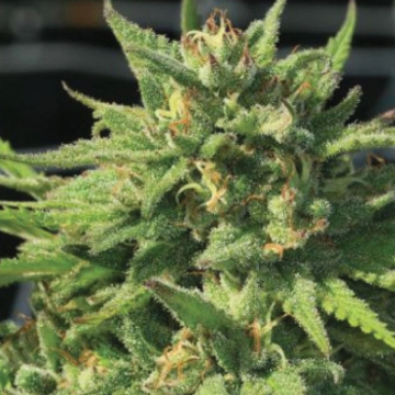 BIGFOOT GLUE Feminized cannabis flower bud by Humboldt Seed Company