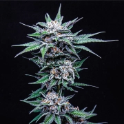 BLUEBERRY PANCAKES Feminized cannabis flower bud by Humboldt Seed Company