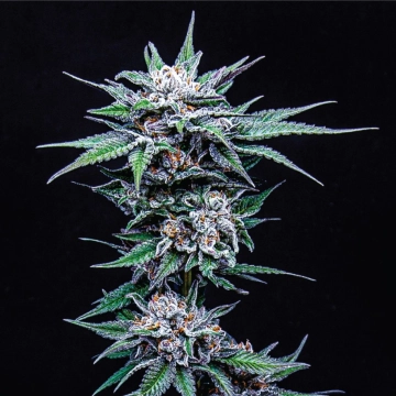 BLUEBERRY PANCAKES Feminized cannabis flower bud by Humboldt Seed Company