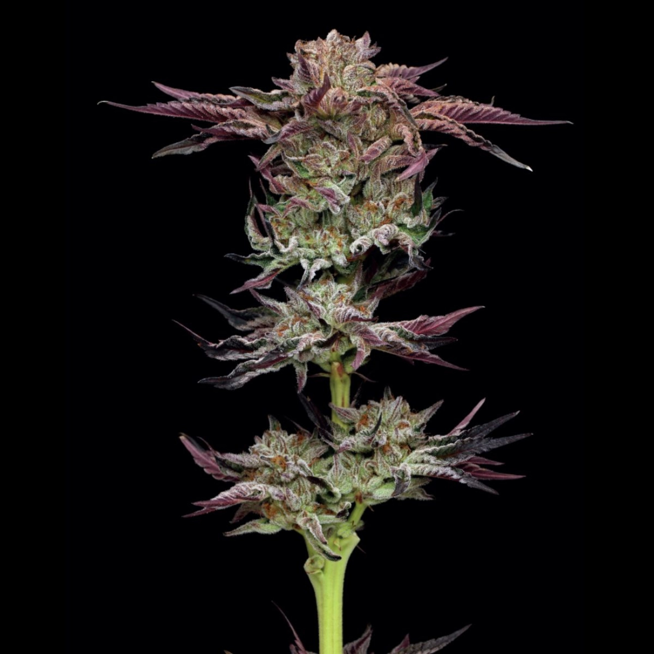 JELLY DONUTZ – Humboldt Seed Company – Feminized
