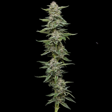 GARLIC BUDDER Feminized cannabis flower bud by Humboldt Seed Company