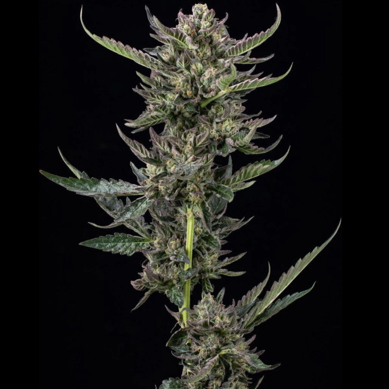 NOTORIOUS THC – Humboldt Seed Company – Feminized