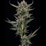 NOTORIOUS THC Feminized cannabis flower bud by Humboldt Seed Company