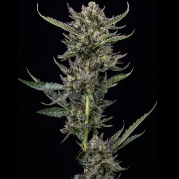 NOTORIOUS THC Feminized cannabis flower bud by Humboldt Seed Company