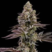 BLUEBERRY CUPCAKE Feminized cannabis flower bud by Humboldt Seed Company