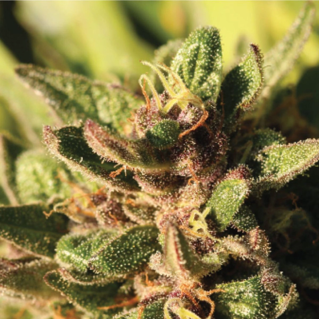 PINEAPPLE MUFFIN – Humboldt Seed Company – Feminized