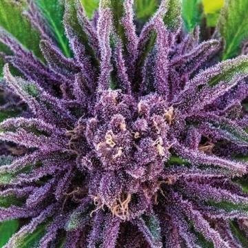 Purple Thai Feminized cannabis flower bud by Anesia Seeds