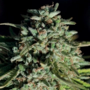 Pure Durban Feminized cannabis flower bud by Anesia Seeds