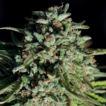 Pure Durban Feminized cannabis flower bud by Anesia Seeds