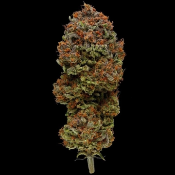 BLUEBERRY MUFFIN Feminized cannabis flower bud by Humboldt Seed Company