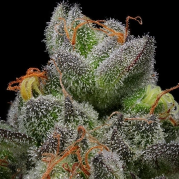 CARAMEL CREAM Feminized cannabis flower bud by Humboldt Seed Company