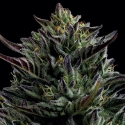 CALIFORNIA OCTANE Feminized cannabis flower bud by Humboldt Seed Company
