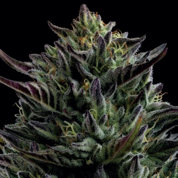 CALIFORNIA OCTANE Feminized cannabis flower bud by Humboldt Seed Company