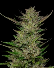 DON CARLOS Feminized cannabis flower bud by Humboldt Seed Company