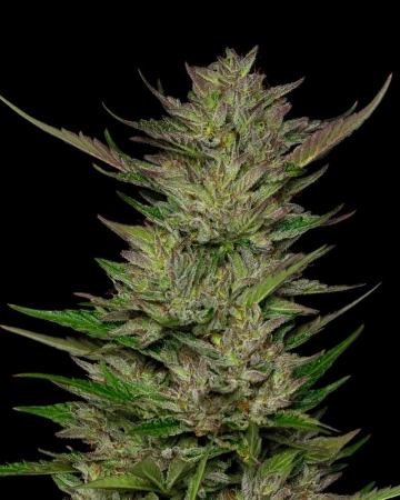 DON CARLOS Feminized cannabis flower bud by Humboldt Seed Company