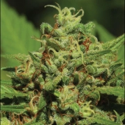  EMERALD FIRE OG Feminized cannabis flower bud by Humboldt Seed Organization