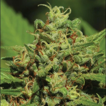  EMERALD FIRE OG Feminized cannabis flower bud by Humboldt Seed Organization