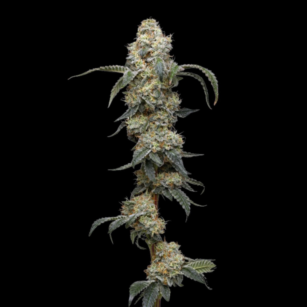 FARMER'S DAUGHTER – Humboldt Seed Company – Feminized