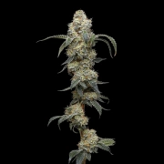 FARMER'S DAUGHTER Feminized cannabis flower bud by Humboldt Seed Company