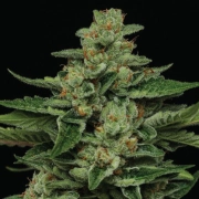 FORTUNE COOKIE Feminized cannabis flower bud by Humboldt Seed Company