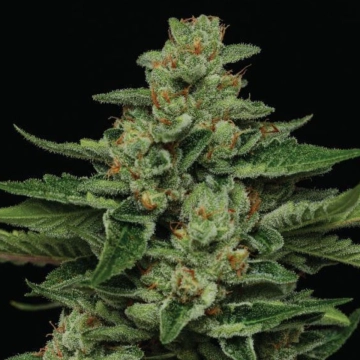 FORTUNE COOKIE Feminized cannabis flower bud by Humboldt Seed Company