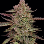 GAZZURPLE Feminized cannabis flower bud by Humboldt Seed Company