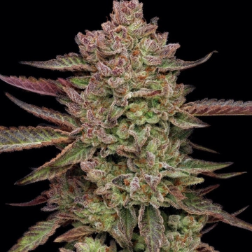 GAZZURPLE Feminized cannabis flower bud by Humboldt Seed Company