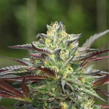 G.S. COOKIES Feminized cannabis flower bud by Humboldt Seed Company