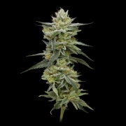 Hella Jelly Feminized cannabis flower bud by Humboldt Seed Company
