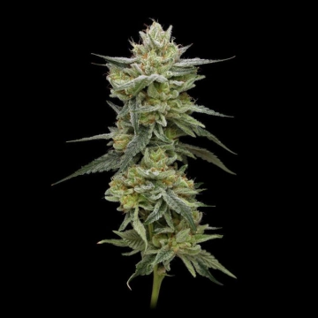 Hella Jelly Feminized cannabis flower bud by Humboldt Seed Company