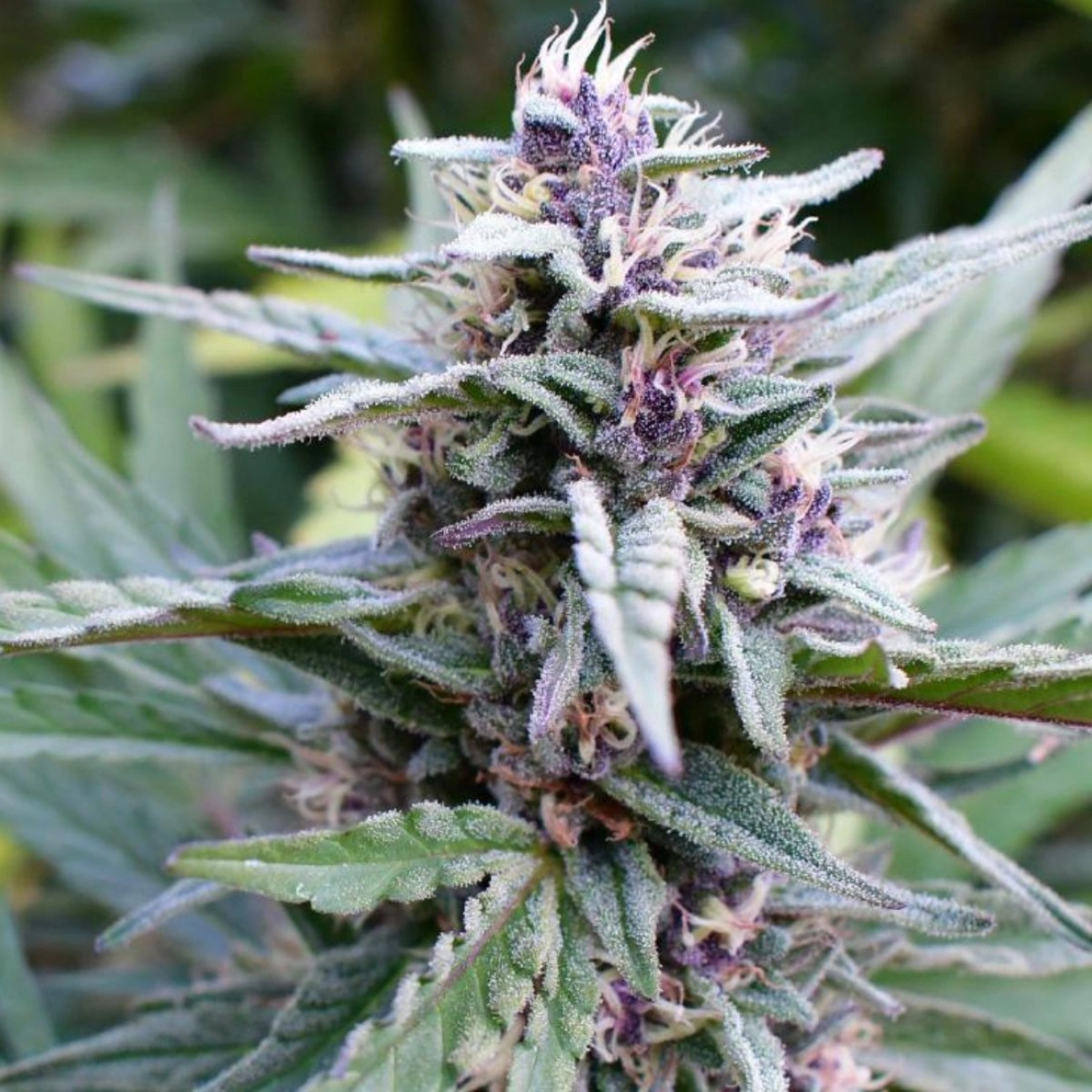 HI-BISCUS – Humboldt Seed Company – Feminized