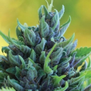HUMBOLDT DREAM Feminized cannabis flower bud by Humboldt Seed Company