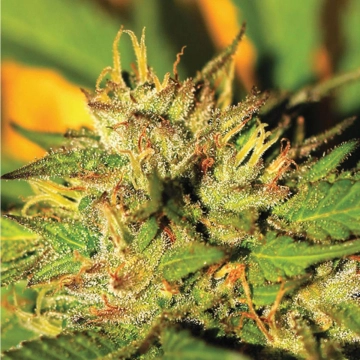 HUMBOLDT HEADBAND Feminized cannabis flower bud by Humboldt Seed Company