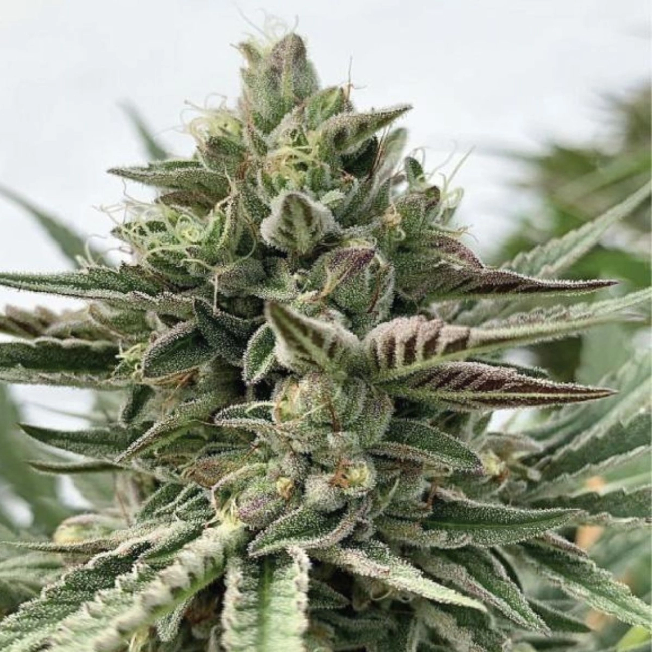 HUMBOLDT POUND CAKE – Humboldt Seed Company – Feminized