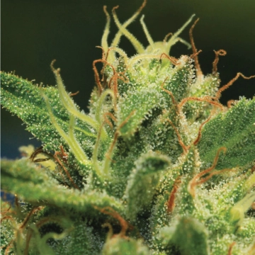 SOUR DIESEL Feminized cannabis flower bud by Humboldt Seed Company