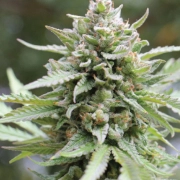 LEMONGRASS Feminized cannabis flower bud by Humboldt Seed Company