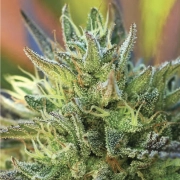LEMON KUSH Feminized cannabis flower bud by Humboldt Seed Company