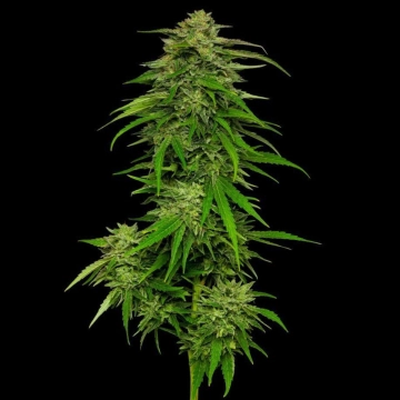 MANGO SHERBERT Feminized cannabis flower bud by Humboldt Seed Company