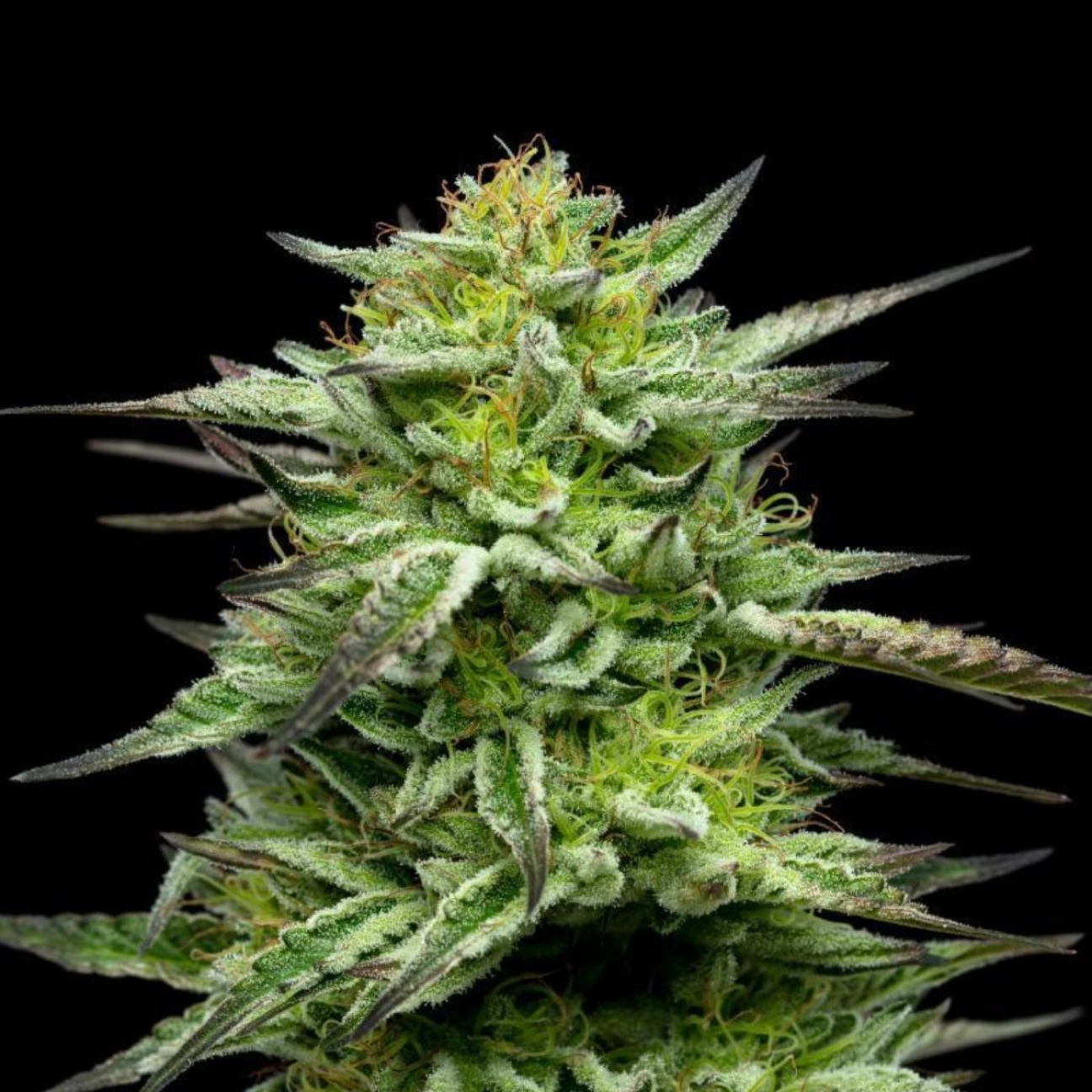 MOUNTAINTOP MINT – Humboldt Seed Company – Feminized