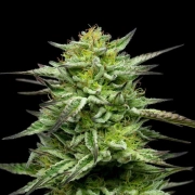 MOUNTAINTOP MINT Feminized cannabis flower bud by Humboldt Seed Company