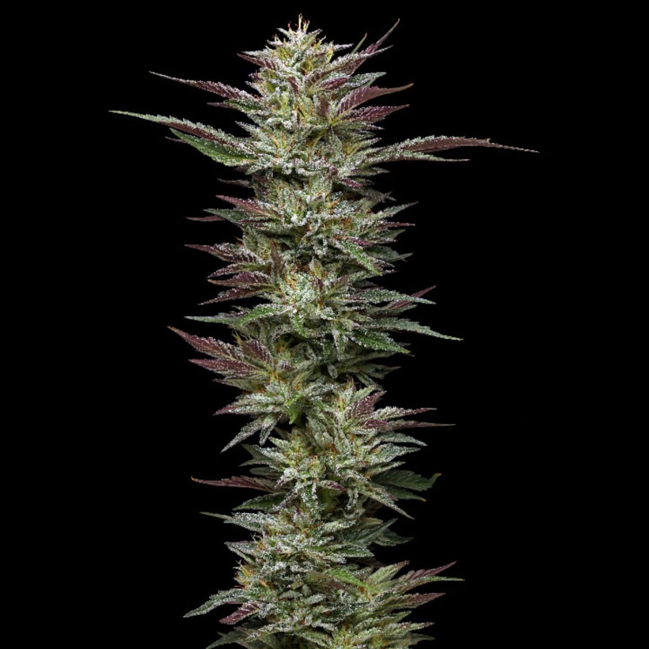 NUTTER BUDDER – Humboldt Seed Company – Feminized