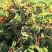 PINEAPPLE UPSIDE DOWN CAKE Feminized cannabis flower bud by Humboldt Seed Company