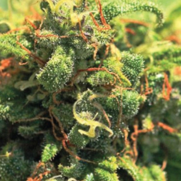 PINEAPPLE UPSIDE DOWN CAKE Feminized cannabis flower bud by Humboldt Seed Company