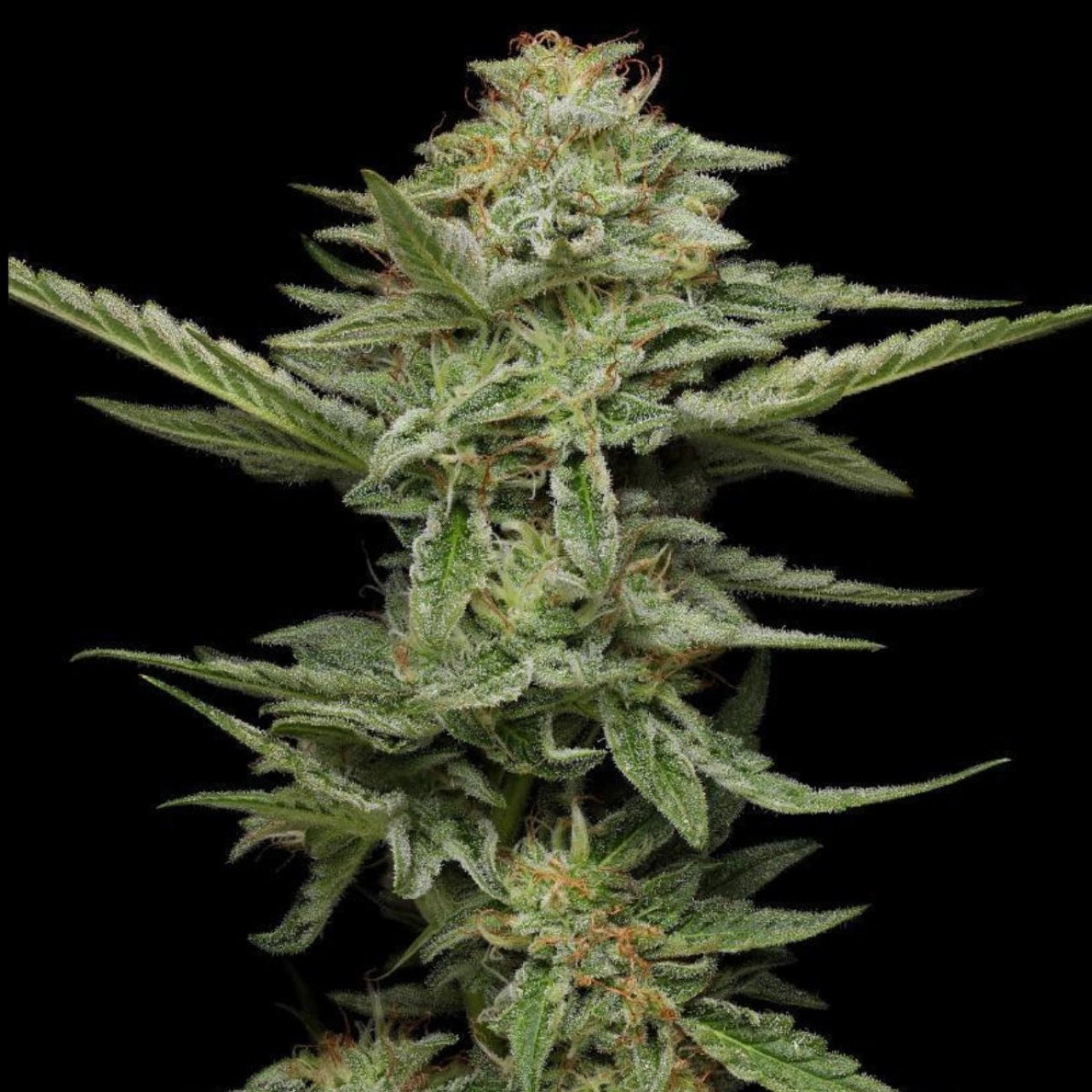 PISTACHIO – Humboldt Seed Company – Feminized
