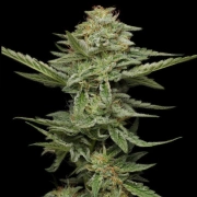 PISTACHIO Feminized cannabis flower bud by Humboldt Seed Company